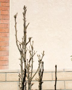 The Asian pears are dormant this time of year. They need chilling for proper fruit set, but they're not getting it this year.