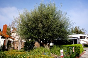 Our olive tree is getting pruned today. it tends to get huge and shade out my garden beds in front.