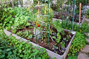 Vegetable bed #2 with bell peppers, dill, basil, radishes, red cabbage, cauliflower and snow peas.