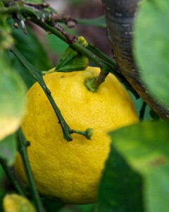 Citrus like this Meyer lemon don't need chill hours at all.
