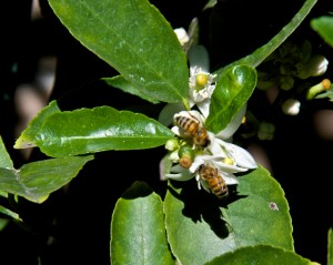Bees are busy pollinating our lime trees, which are currently in bloom. The lemons and oranges aren't far behind the limes.