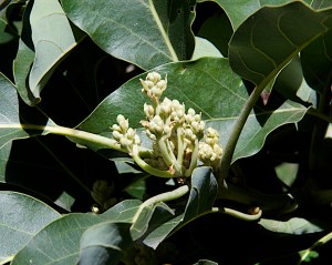 Avocado and citrus trees do not require chilling. Our avocado tree is about to burst forth in bloom.