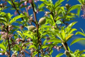 Our Florida Prince peach tree has nearly finished blooming, and is setting a good crop of peaches.