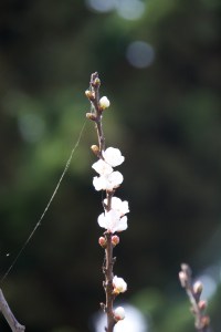 Our Katy Apricot tree has about 70 blooms on it. We got a few more hours of winter chill this week, so maybe we will get some fruit set from those blossoms.