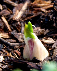 I planted 27 garlic cloves. so far only 18 have sprouted, but  if I get even 10 bulbs of garlic out of the crop I'll be happy. I planted the bulbs way late--they should have gone into the ground in November. It remains to be seen if I will get ANY garlic bulbs. Fingers crossed.