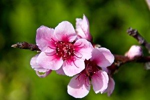 Our semi-dwarf May Pride Peach tree has 19 blooms on it this year. Will any of these flowers set fruit in our very low winter chill year? Too soon to tell.