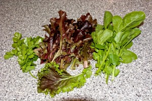 Some of the cilantro, red-oakleaf lettuce, arugula, and red mustard that I harvested this week. It all went into a salad.