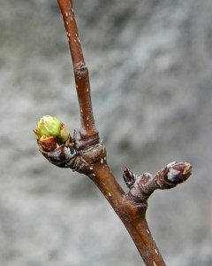 The first flower buds on my grafted Asian Pear tree show promise in this photo from Sunday. They opened up today.