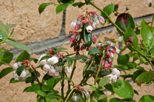 I bought some blueberry bushes this year. Maybe we will beat the birds to the berries. Maybe I will be smart and cover them with bird netting. Maybe I will get around to actually planting the bushes.