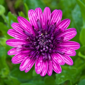 I have a couple of varieties of Osteospermum, aka Freeway Daisies. They are beautifully drought tolerant and bloom much of the year.