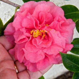 My camellias have never been prettier.