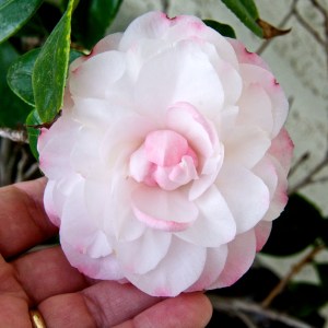 This camellia has more flowers on it than it has ever had before.