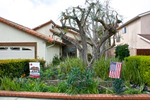 This is a view of our front yard from the street. My longest veggie bed is in front, right by the sidewalk so passersby can enjoy looking at it. No one ever takes anything, and I think it is educational for people to see vegetables growing.