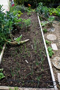 This is a long view of the raised veggie bed in front. Onions are in the foreground, then kale.