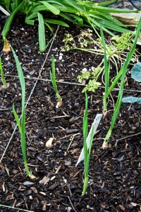 It seems that a new garlic clove sprouts every day. I now have 23 out of 27 garlics sprouted, plus one elephant garlic.