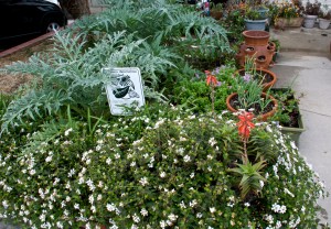 The butterfly garden also has artichokes for us, as well as a dwarf apple and a struggling persimmon tree.