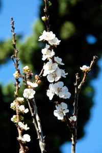 Our Katy Apricot tree was covered with blossoms. Or at least half the tree was.