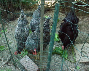 We are getting an average of two eggs a day from our four hens. They are no longer spring chickens, and production is down. I am still debating whether to get more hens this year or wait until next year.