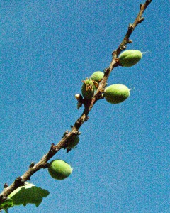 Some of the apricot blossoms are producing fruit. So far, I can count about a dozen apricots. Since there were nearly a hundred blossoms on the tree, I am hoping for more than the half dozen apricots on this branch.