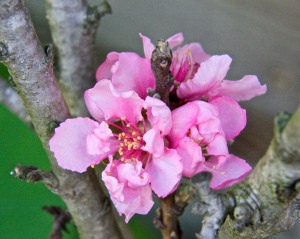 The ultra dwarf GoldMine peach has two clusters of blossoms, quite surprising since it requires 450 hours of chill and we got fewer than 80 winter chill hours.