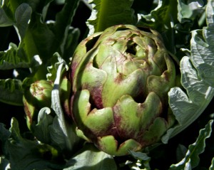 The artichokes are producing flower buds. It is always a challenge to know how long to wait before harvesting the bud. I will want to catch it well before it starts to open for the most tender flesh.