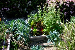 I have a small bed in front that is filled with arugula, chard, red frilly mustard, and bok choy, all doing well. The path is blocked by an abundance of dinosaur. kale.