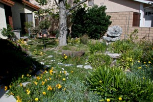This is the non-vegetable garden part of the front yard. It is in full bloom in February-March, such a pretty time here.