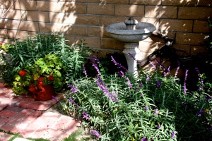 This is a nice meditation garden for hummingbirds.
