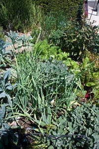 This is my front yard vegetable bed by the sidewalk. You are looking at the garlic end, with sage at the lower right.
