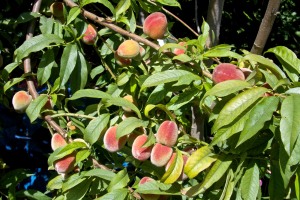 Our Florida Prince peach is LOADED with fruit, but most of it isn't quite ripe yet. Any day now, we will be inundated with sweet, delicious peaches.