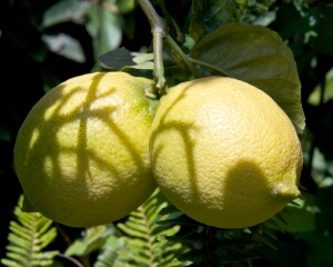 I have a few Eureka lemons on a very dwarf tree in a pot.