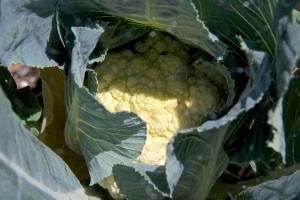 Here is a cauliflower head that is growing nicely. We won't speak of the other seven cauliflower plants which don't appear to be doing anything at all that is going to be useful. Kind of like my red cabbage--nothing looks like it is going to be harvestable there either.