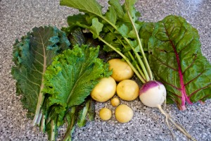 I haven't been good about photographing my harvests, but here is one day's harvest of mustard greens, kale, gold potatoes, a turnip, and chard. All of this went into a wonderful beef stew, along with the last jar of my home-canned tomato soup that was lousy as soup but great as a stew base. 