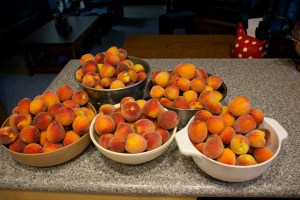 This was the second picking, over 18 lbs of peaches. I ran out of bowls to put them in.