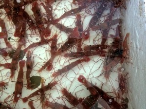 Live Spot Prawns in a tank.