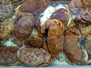 Live Yellow Rock Crabs in a tank. I plan to try some of these next week.