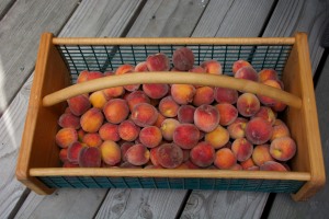 This was part of the harvest from our Florida Prince peach tree.