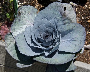 I am giving up on my red cabbage crop. One plant made a tennis ball sized head, but the other seven plants look like this--no head. I guess I will just feed them to the chickens.