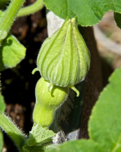 My butternut squash are making female flowers before any male flowers are open.