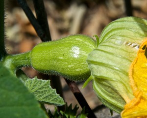 Two female butternut flowers opened today, but if there were no male flowers in someone else's garden within bee-flying distance, they won't have been fertilized. I should know in a couple of days.
