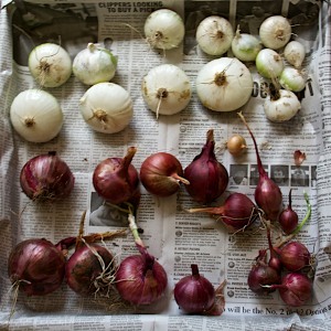 I have been harvesting and eating onions for some time now, but the tops of the remaining ones have died. Time to pull them and make room for something else.