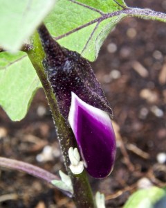 I am hoping for an eggplant soon. One little eggplant. Is that too much to ask?