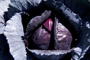 Our of eight cabbage transplants, we have harvested zero heads. This puny head is about the size of a baseball. I keep hoping it will grow bigger.