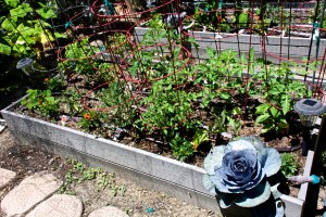 The plants have recovered from being transplanted, and are growing nicely.