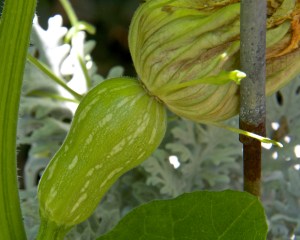 This was a perfect female flowers, but alas and alack, it didn't get pollinated.