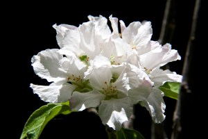 But in the crazy weather = crazy garden category, my Granny Smith apple tree is blooming again in mid July. Ditto one of my Asian pears.