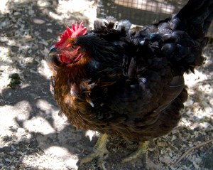Chicken Little at nine years of age is too old to lay much. She may also be done for the year.