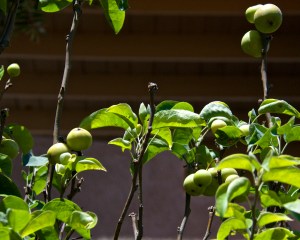 Our Asian pear trees are doing themselves proud this year, with a bumper crop of about 60-70 pears.