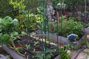 Here is veggie bed #3 in the foreground, with #2 and #1 in the background.