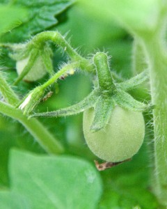 Two tiny Roma tomatoes have set fruit. I also have a couple of Yellow Pear and a couple of Better Boy tomatoes that have set fruit.